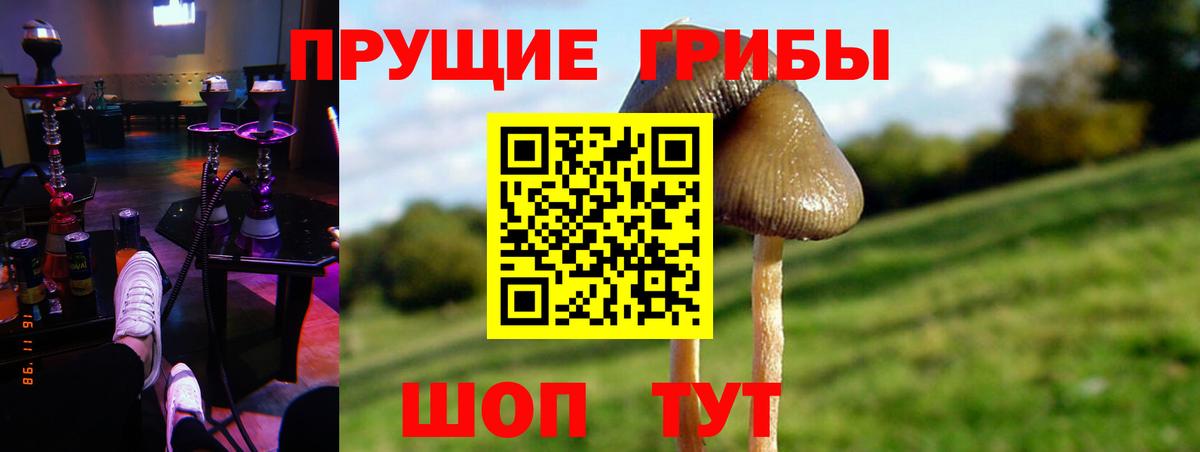 Гатчина  Псилоцибиновые грибы GOLDEN TEACHER  Вход с VPN  Галлюциногенные грибы прущие грибы 
